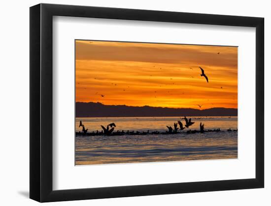 Sunrise, Isla Rasa, Gulf of California (Sea of Cortez), Baja California, Mexico, North America-Michael Nolan-Framed Photographic Print