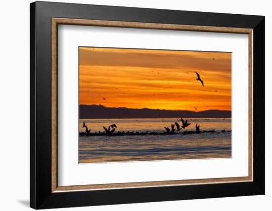 Sunrise, Isla Rasa, Gulf of California (Sea of Cortez), Baja California, Mexico, North America-Michael Nolan-Framed Photographic Print