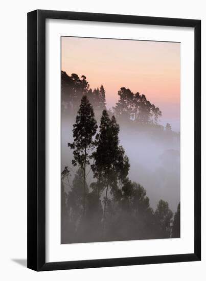 Sunrise Light & Fog Mix Oakland Hills Eucalyptus Trees-Vincent James-Framed Photographic Print