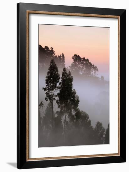 Sunrise Light & Fog Mix Oakland Hills Eucalyptus Trees-Vincent James-Framed Photographic Print