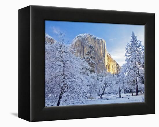 Sunrise Light Hits El Capitan Through Snowy Trees in Yosemite National Park, California, USA-Chuck Haney-Framed Premier Image Canvas