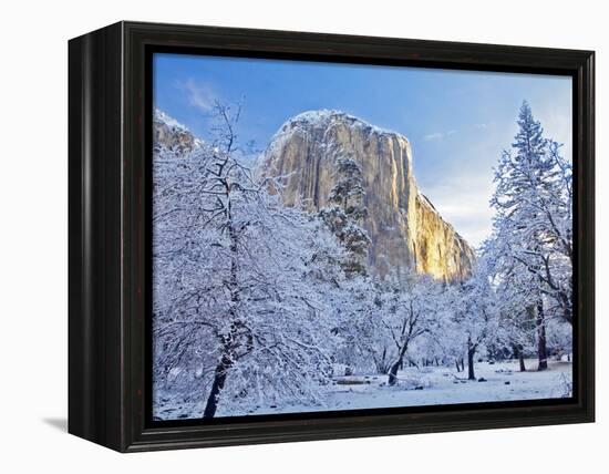 Sunrise Light Hits El Capitan Through Snowy Trees in Yosemite National Park, California, USA-Chuck Haney-Framed Premier Image Canvas