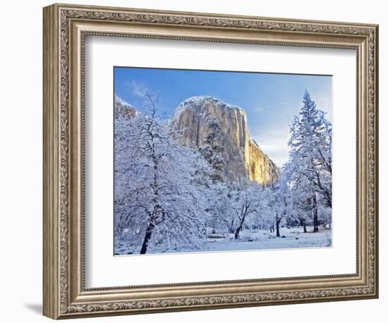 Sunrise Light Hits El Capitan Through Snowy Trees in Yosemite National Park, California, USA-Chuck Haney-Framed Photographic Print