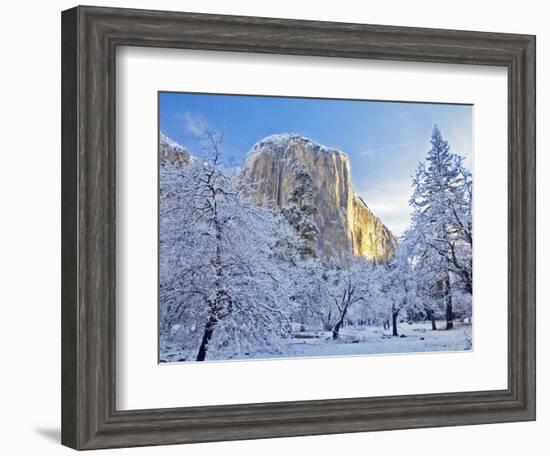 Sunrise Light Hits El Capitan Through Snowy Trees in Yosemite National Park, California, USA-Chuck Haney-Framed Photographic Print