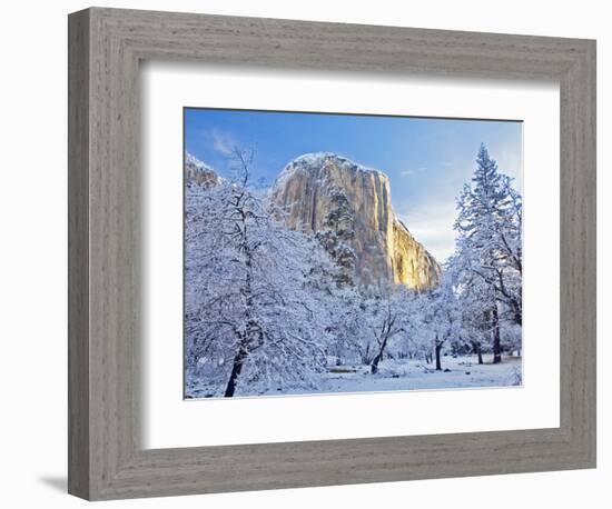 Sunrise Light Hits El Capitan Through Snowy Trees in Yosemite National Park, California, USA-Chuck Haney-Framed Photographic Print