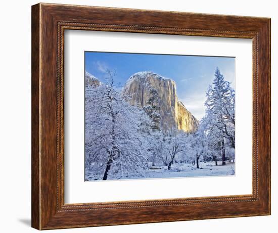 Sunrise Light Hits El Capitan Through Snowy Trees in Yosemite National Park, California, USA-Chuck Haney-Framed Photographic Print