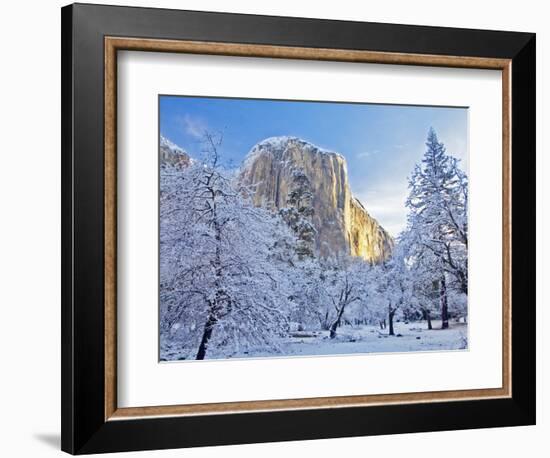 Sunrise Light Hits El Capitan Through Snowy Trees in Yosemite National Park, California, USA-Chuck Haney-Framed Photographic Print