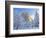 Sunrise Light Hits El Capitan Through Snowy Trees in Yosemite National Park, California, USA-Chuck Haney-Framed Photographic Print