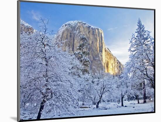 Sunrise Light Hits El Capitan Through Snowy Trees in Yosemite National Park, California, USA-Chuck Haney-Mounted Photographic Print