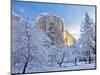 Sunrise Light Hits El Capitan Through Snowy Trees in Yosemite National Park, California, USA-Chuck Haney-Mounted Photographic Print