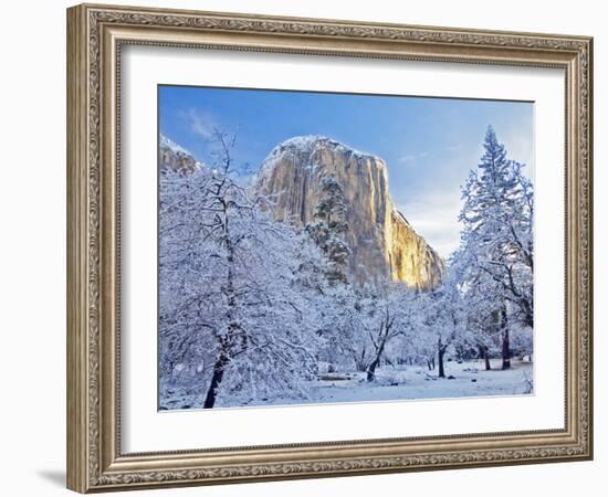 Sunrise Light Hits El Capitan Through Snowy Trees in Yosemite National Park, California, USA-Chuck Haney-Framed Photographic Print