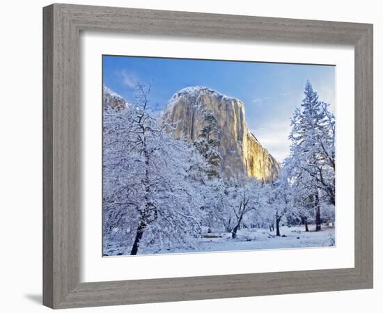 Sunrise Light Hits El Capitan Through Snowy Trees in Yosemite National Park, California, USA-Chuck Haney-Framed Photographic Print