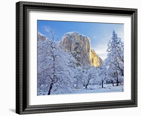 Sunrise Light Hits El Capitan Through Snowy Trees in Yosemite National Park, California, USA-Chuck Haney-Framed Photographic Print