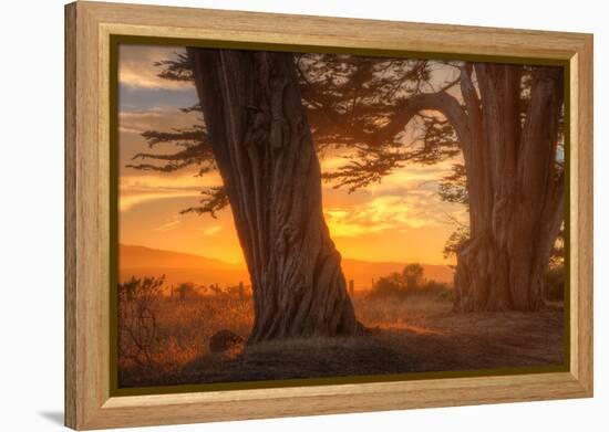 Sunrise Light Under Cypress Trees, Point Reyes-Vincent James-Framed Premier Image Canvas