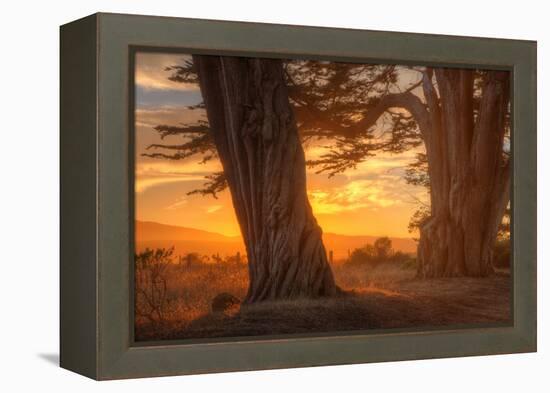 Sunrise Light Under Cypress Trees, Point Reyes-Vincent James-Framed Premier Image Canvas