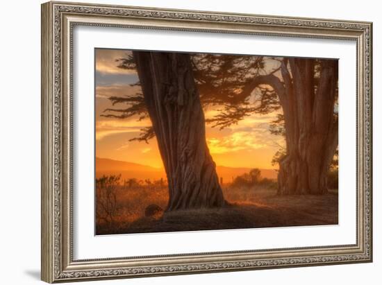 Sunrise Light Under Cypress Trees, Point Reyes-Vincent James-Framed Photographic Print