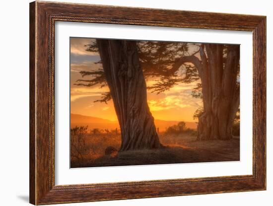 Sunrise Light Under Cypress Trees, Point Reyes-Vincent James-Framed Photographic Print