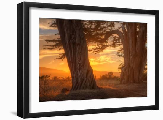 Sunrise Light Under Cypress Trees, Point Reyes-Vincent James-Framed Photographic Print