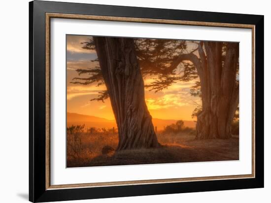 Sunrise Light Under Cypress Trees, Point Reyes-Vincent James-Framed Photographic Print