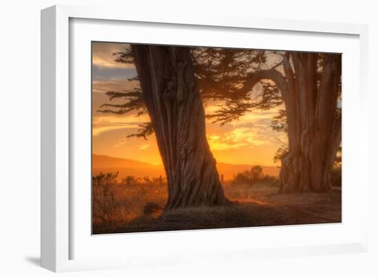 Sunrise Light Under Cypress Trees, Point Reyes-Vincent James-Framed Photographic Print