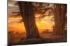 Sunrise Light Under Cypress Trees, Point Reyes-Vincent James-Mounted Photographic Print
