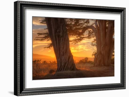 Sunrise Light Under Cypress Trees, Point Reyes-Vincent James-Framed Photographic Print