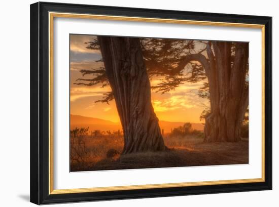 Sunrise Light Under Cypress Trees, Point Reyes-Vincent James-Framed Photographic Print