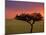 Sunrise, Maasai Mara, Kenya-Joe Restuccia III-Mounted Photographic Print