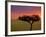 Sunrise, Maasai Mara, Kenya-Joe Restuccia III-Framed Photographic Print