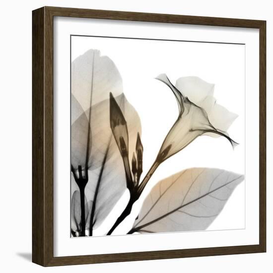 Sunrise Mandelilla-Albert Koetsier-Framed Photographic Print