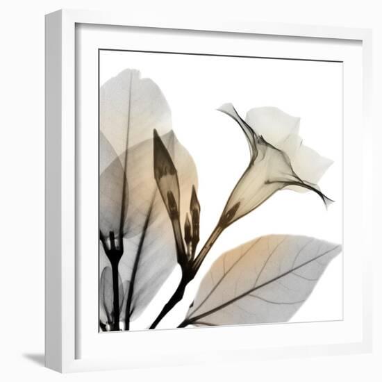 Sunrise Mandelilla-Albert Koetsier-Framed Photographic Print