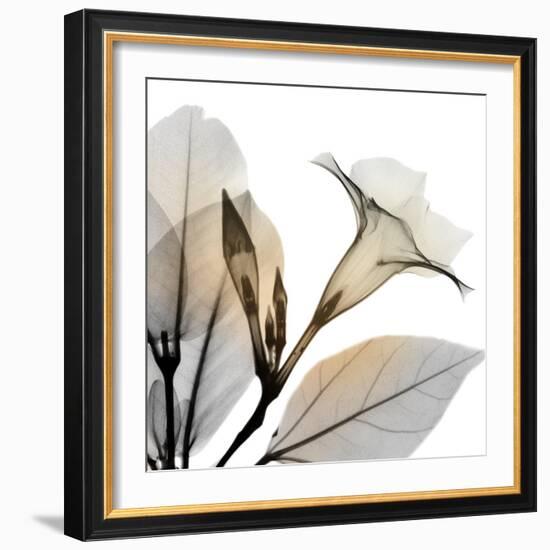 Sunrise Mandelilla-Albert Koetsier-Framed Photographic Print