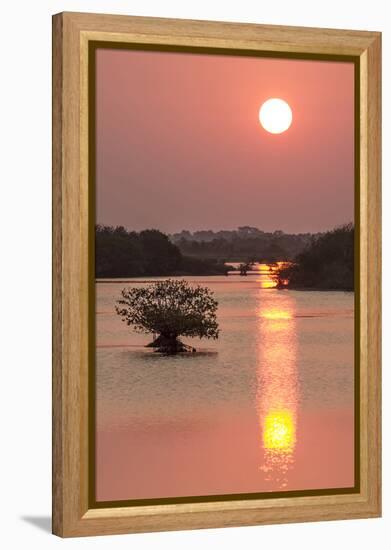 Sunrise, Mangroves and Water, Merritt Island Nwr, Florida-Rob Sheppard-Framed Premier Image Canvas