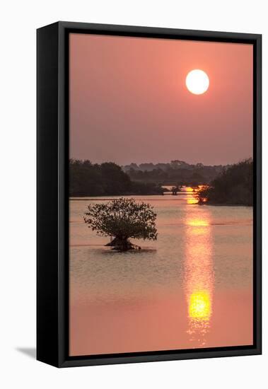 Sunrise, Mangroves and Water, Merritt Island Nwr, Florida-Rob Sheppard-Framed Premier Image Canvas