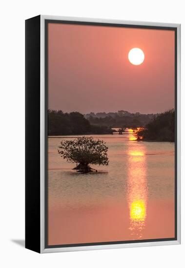 Sunrise, Mangroves and Water, Merritt Island Nwr, Florida-Rob Sheppard-Framed Premier Image Canvas