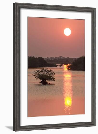 Sunrise, Mangroves and Water, Merritt Island Nwr, Florida-Rob Sheppard-Framed Photographic Print