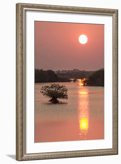 Sunrise, Mangroves and Water, Merritt Island Nwr, Florida-Rob Sheppard-Framed Photographic Print