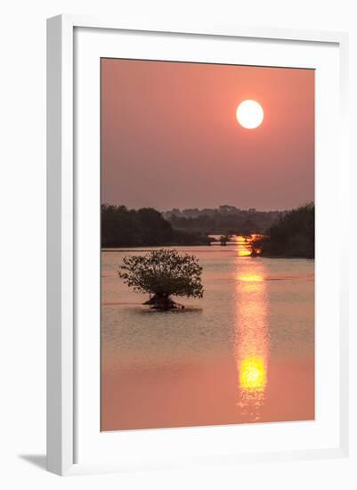 Sunrise, Mangroves and Water, Merritt Island Nwr, Florida-Rob Sheppard-Framed Photographic Print