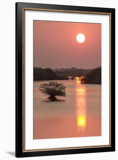 Sunrise, Mangroves and Water, Merritt Island Nwr, Florida-Rob Sheppard-Framed Photographic Print