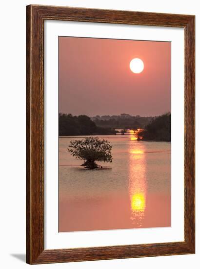 Sunrise, Mangroves and Water, Merritt Island Nwr, Florida-Rob Sheppard-Framed Photographic Print