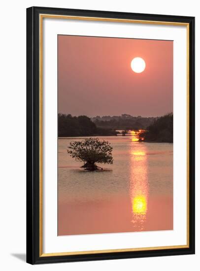 Sunrise, Mangroves and Water, Merritt Island Nwr, Florida-Rob Sheppard-Framed Photographic Print