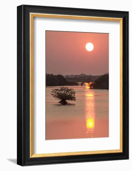 Sunrise, Mangroves and Water, Merritt Island Nwr, Florida-Rob Sheppard-Framed Photographic Print