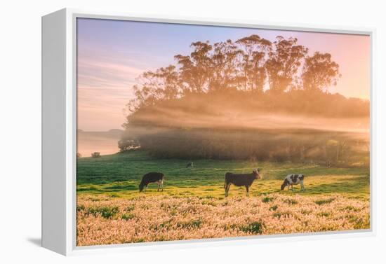 Sunrise Mist and Cows Petaluma Northern California-Vincent James-Framed Premier Image Canvas