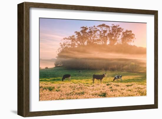 Sunrise Mist and Cows Petaluma Northern California-Vincent James-Framed Photographic Print