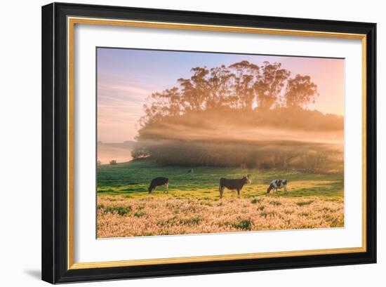 Sunrise Mist and Cows Petaluma Northern California-Vincent James-Framed Photographic Print