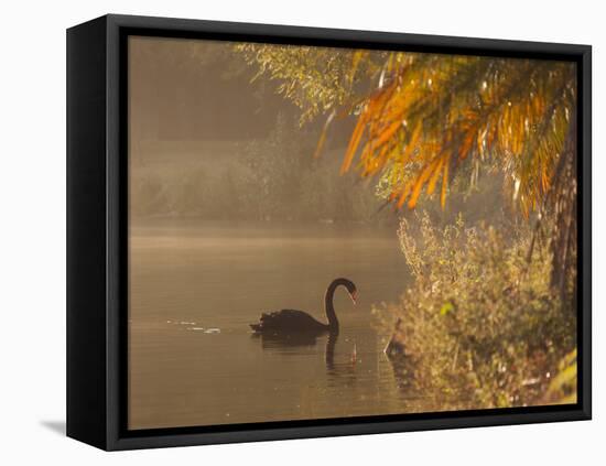 Sunrise on a Misty Lake in Ibirapuera Park with a Black Swan-Alex Saberi-Framed Premier Image Canvas