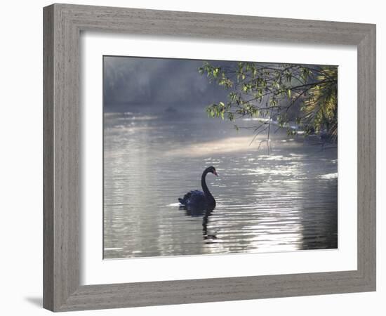 Sunrise on a Misty Lake in Ibirapuera Park with a Black Swan-Alex Saberi-Framed Photographic Print