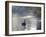 Sunrise on a Misty Lake in Ibirapuera Park with a Black Swan-Alex Saberi-Framed Photographic Print