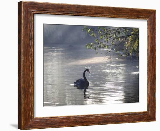 Sunrise on a Misty Lake in Ibirapuera Park with a Black Swan-Alex Saberi-Framed Photographic Print