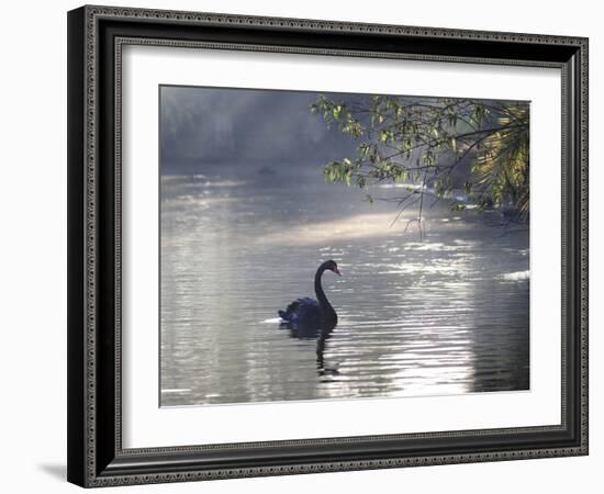 Sunrise on a Misty Lake in Ibirapuera Park with a Black Swan-Alex Saberi-Framed Photographic Print